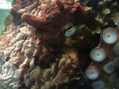 Salish, giant Pacific octopus