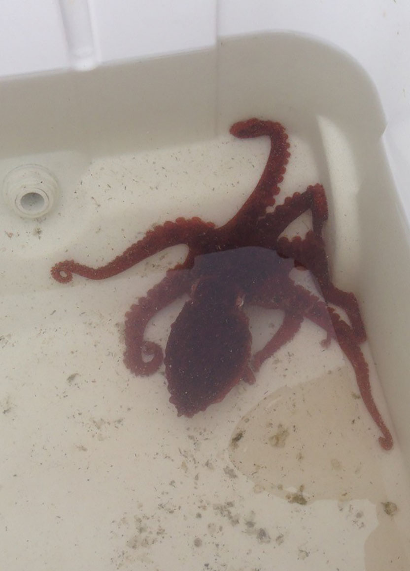Salish, giant Pacific octopus