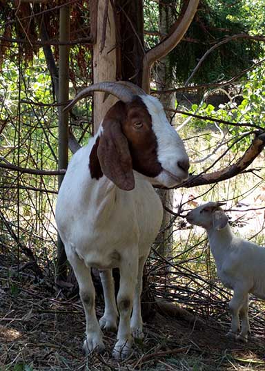 Goats at Highline College