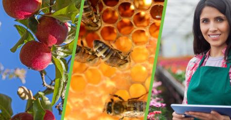 photo collage of apples, bees and a student