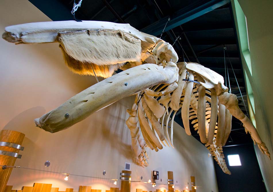 38-foot gray whale skeleton